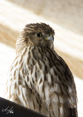 Accipiter cooperii