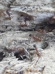 Myrmica rubra