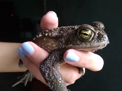 Rhinella arenarum
