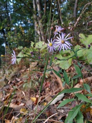 Symphyotrichum laeve concinnum