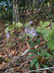 Symphyotrichum laeve concinnum