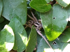 Lycosidae