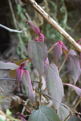 Miconia submontana