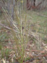 Austrostipa scabra