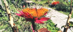 Dione vanillae
