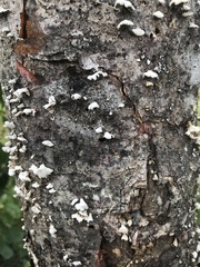 Image of Trichaptum abietinum