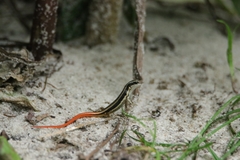 Sphenomorphus dussumieri