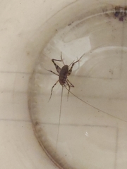 Tachycines asynamorus