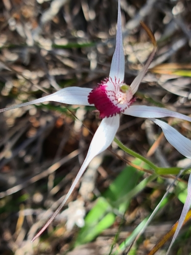 Image of Caladenia nivalis by (c) Cal Wood, some rights reserved (CC BY)