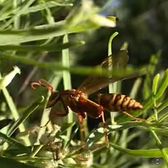 Polistes apachus apachus