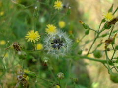 Lactuca canadensis
