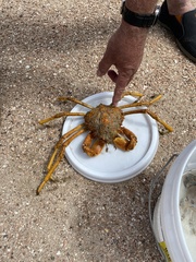 Leptomithrax gaimardii