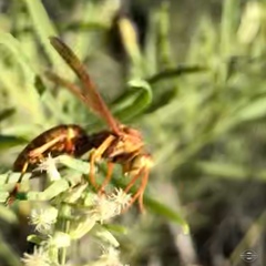 Polistes apachus apachus