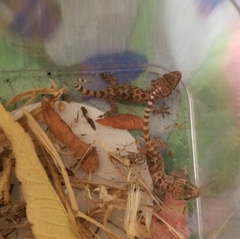 Hemidactylus turcicus