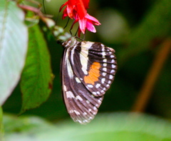 Elzunia humboldt