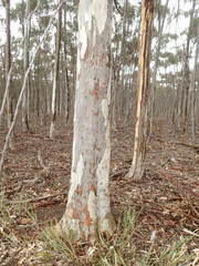 Eucalyptus cladocalyx