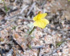 Philydrella drummondii