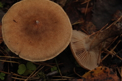 Cortinarius pholideus