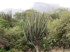 Stenocereus montanus