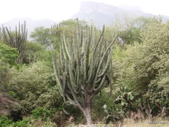 Stenocereus montanus