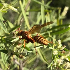Polistes apachus apachus