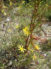 Steirodiscus tagetes