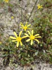 Steirodiscus tagetes