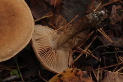 Cortinarius pholideus