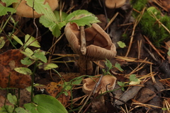 Cortinarius pholideus