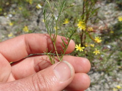 Steirodiscus tagetes