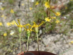 Steirodiscus tagetes