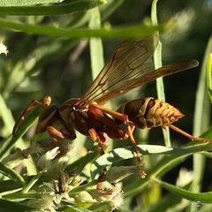Polistes apachus apachus