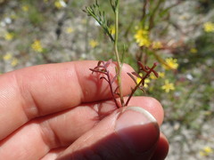 Steirodiscus tagetes