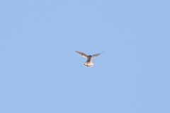 Falco cenchroides cenchroides