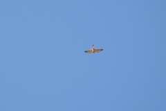 Falco cenchroides cenchroides