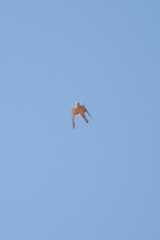 Falco cenchroides cenchroides