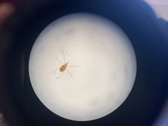 Erythraeoidea