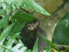 Cryptotympana atrata