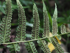 Diplazium viridissimum
