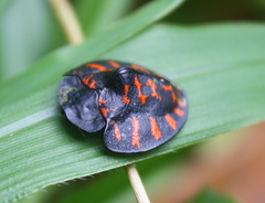 Cyrtonota