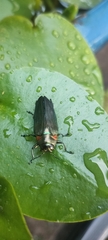 Belionota prasina