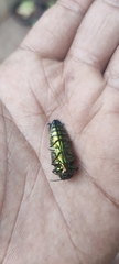 Belionota prasina