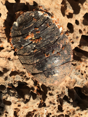 Polyphaga aegyptiaca