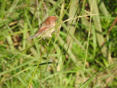 Sinosuthora webbiana