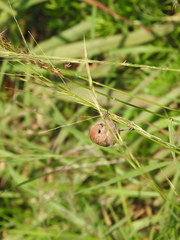 Sinosuthora webbiana