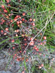 Cotoneaster rotundifolius