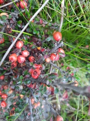 Cotoneaster rotundifolius