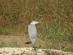 Ardea cinerea