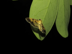 Ategumia adipalis