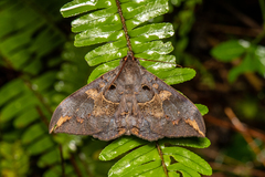 Ischyja ferrifracta